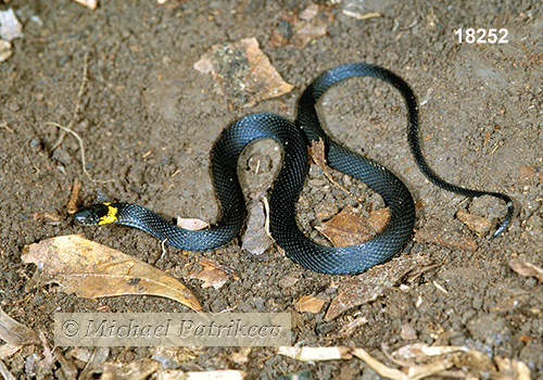 Ringneck Coffee Snake (Ninia diademata)